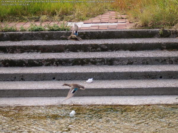 境川(別府市) 飛び立つカルガモではなくコガモ