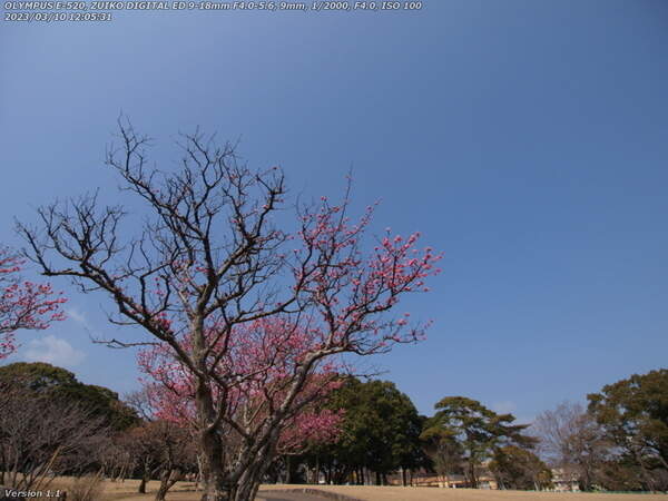 南立石公園(別府市) 梅の花