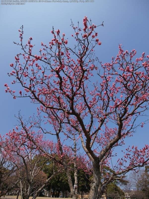南立石公園(別府市) 梅の花