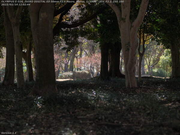 南立石公園(別府市) 木々