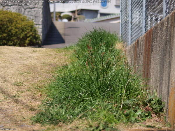 南立石二区(別府市) 名も知らぬ草