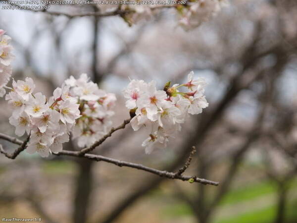 南立石公園(別府市) 桜