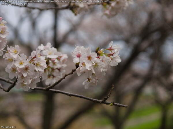 南立石公園(別府市) 桜