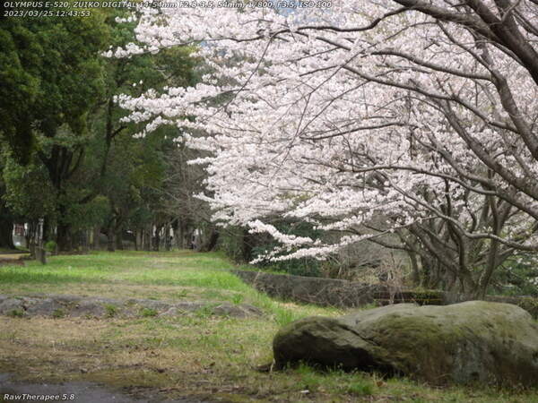南立石公園(別府市) 遊歩道と桜