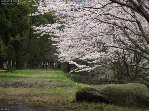 南立石公園(別府市) 遊歩道と桜