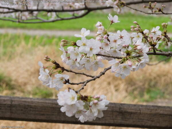 南立石公園(別府市) 桜越しの境川