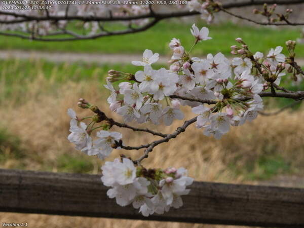 南立石公園(別府市) 桜越しの境川