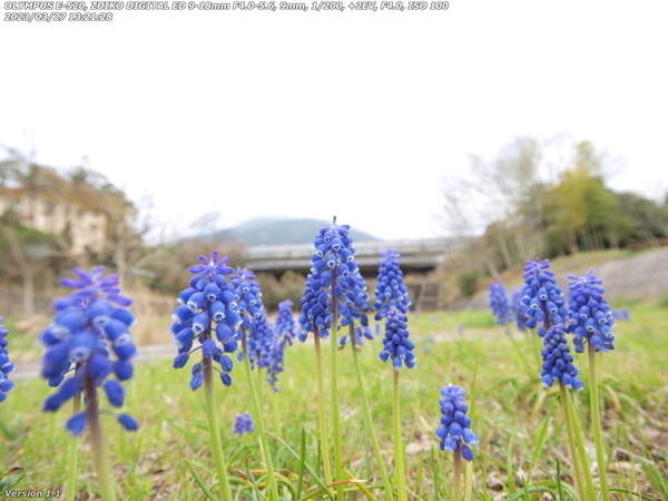 境川(別府市) ムスカリの花