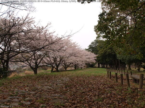 境川(別府市) 遊歩道沿いの桜