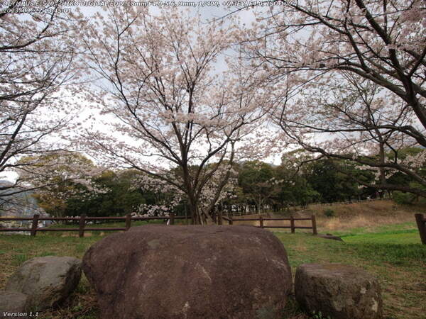 境川(別府市) 河川敷広場の休憩所から見る桜