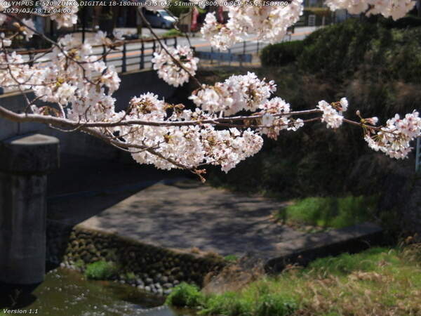 境川(別府市) 桜越しの境川