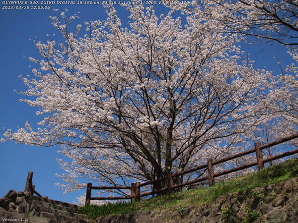 境川(別府市) 桜