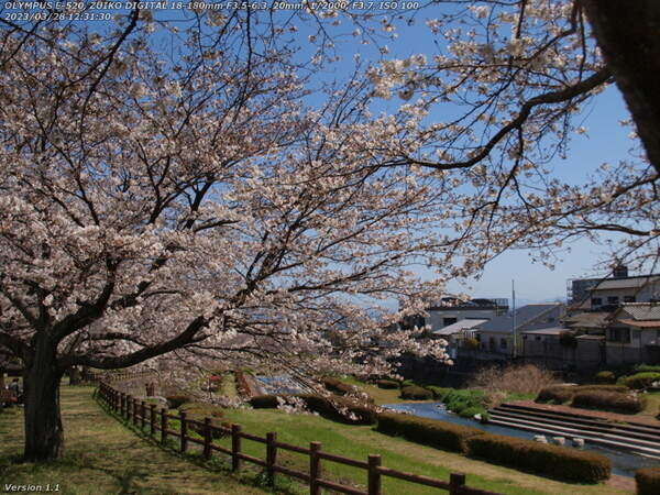 境川(別府市) 桜