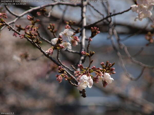 境川(別府市) 3分咲きの桜