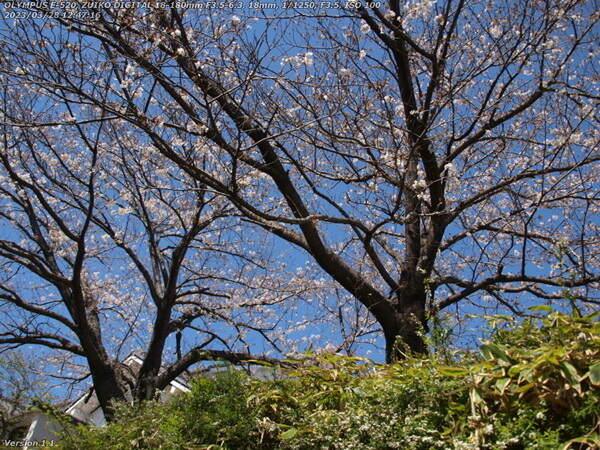 板地川(別府市) コミュニティセンターの桜