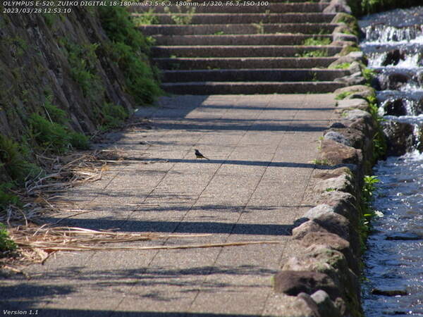 板地川(別府市) 小さな野鳥