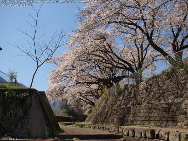 板地川(別府市) 栄光園の桜