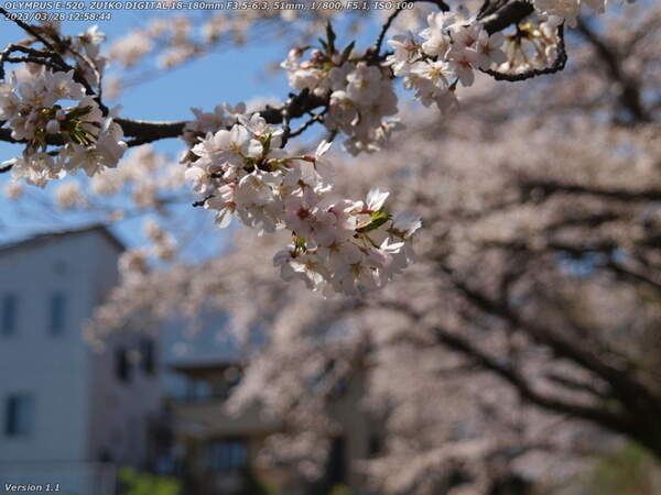 板地川(別府市) 栄光園の桜