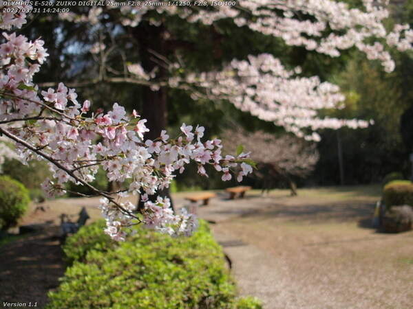 観海寺(別府市) 吉弘嘉兵衛統幸陣所跡の桜とベンチ