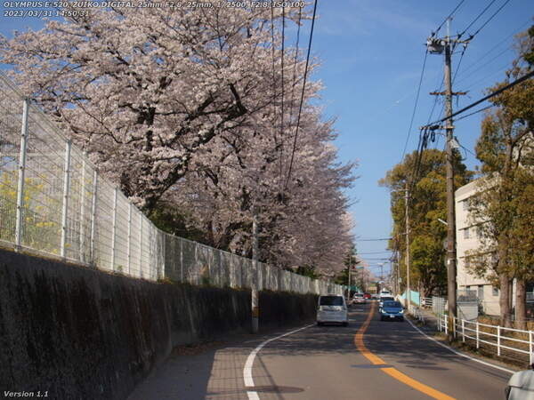 南荘園町(別府市) 栄光園の桜