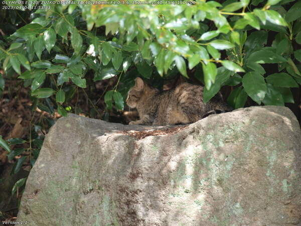 生目神社(別府市) 野良猫