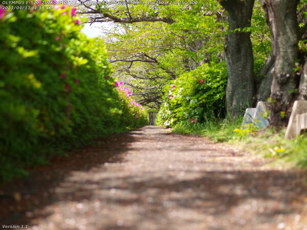 境川(別府市) 桜が散った後の遊歩道