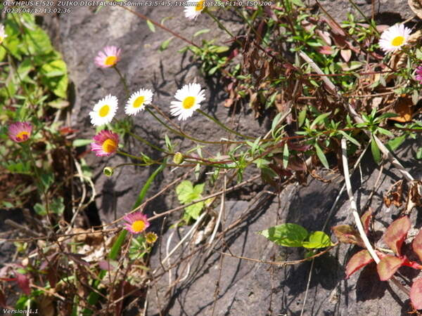 境川(別府市) 謎の花