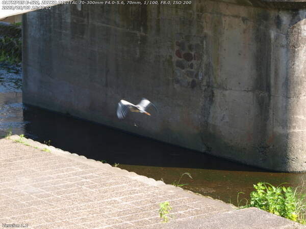 境川(別府市) 飛んで逃げるアオサギ