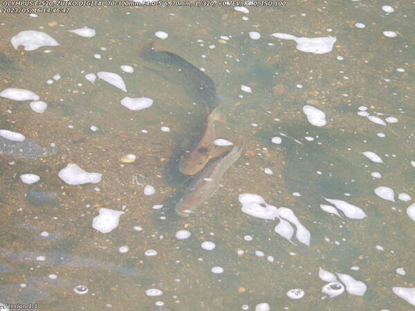 春木川(別府市) でかい魚