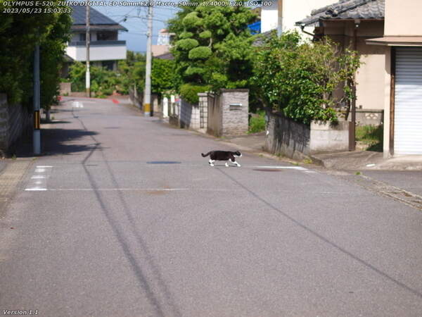 南荘園町(別府市) 猫
