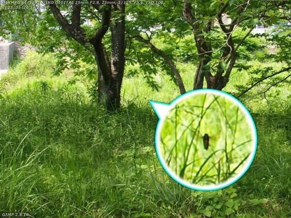 南立石公園(別府市) オオスズメバチが飛んでいる
