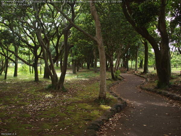 南立石公園(別府市) 南立石公園の木々