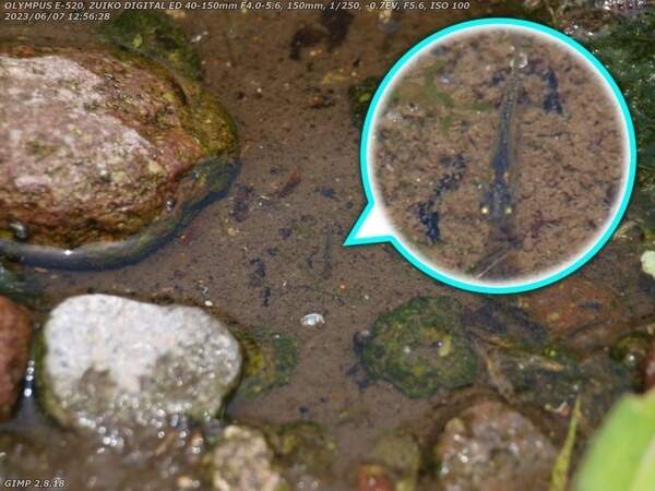 境川(別府市) 謎の小さな魚