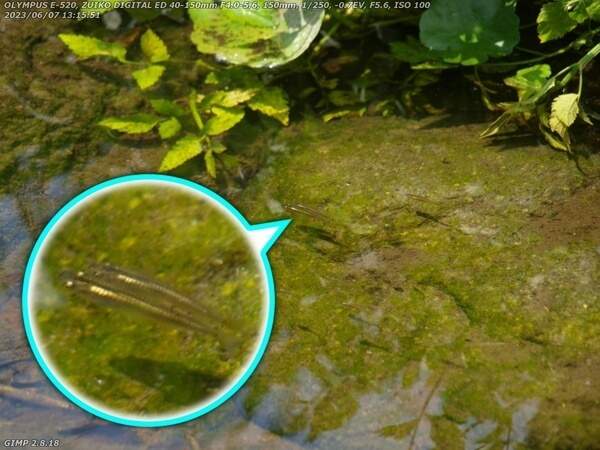 境川(別府市) カダヤシ疑惑の魚