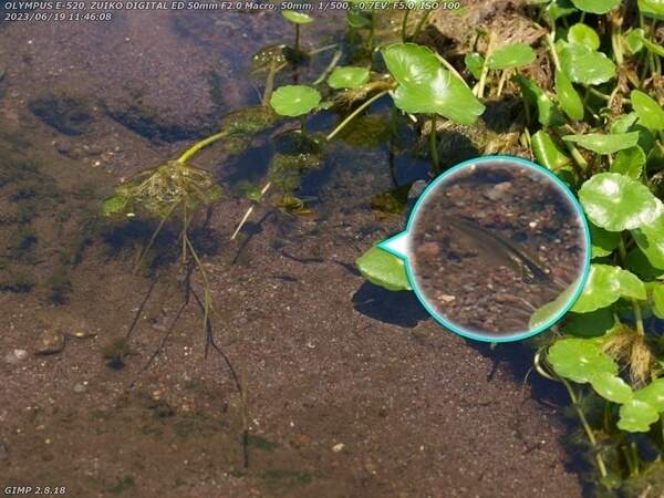 境川(別府市) カダヤシ疑惑の魚