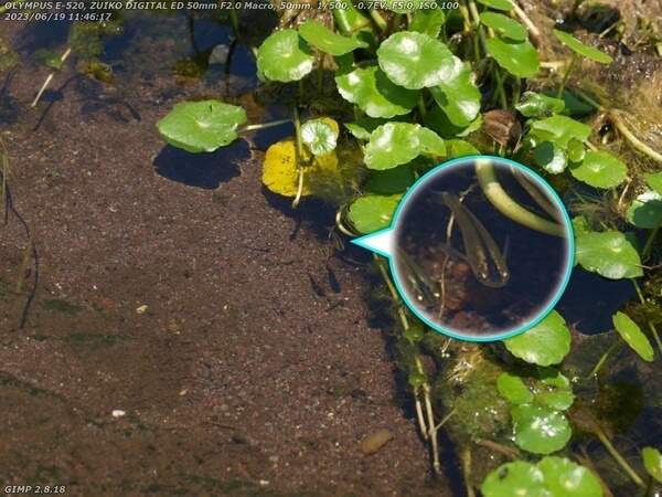 境川(別府市) カダヤシ疑惑の魚