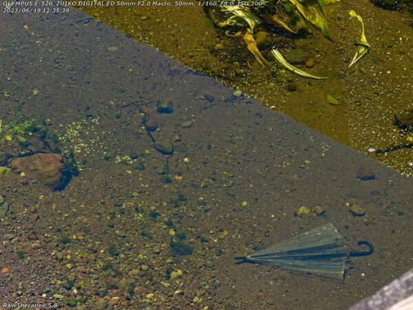 境川(別府市) 謎の親指大の魚