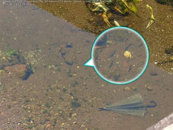 境川(別府市) 謎の親指大の魚