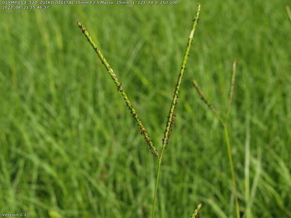 南立石公園(別府市) V字型の穂を持つ草