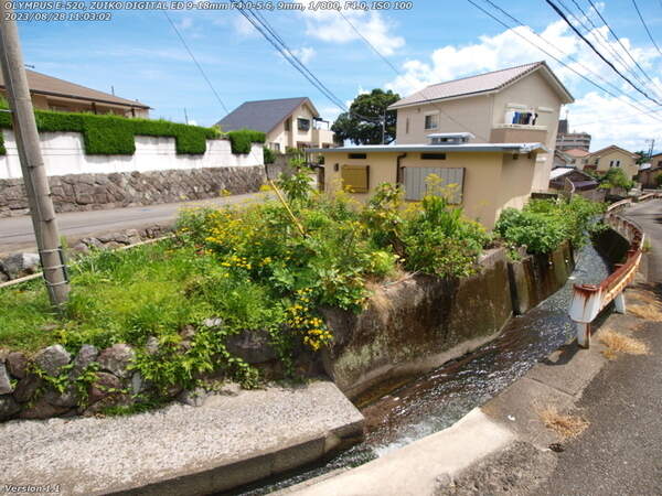 南立石板地町(別府市) 板地温泉のイチジクが熟している