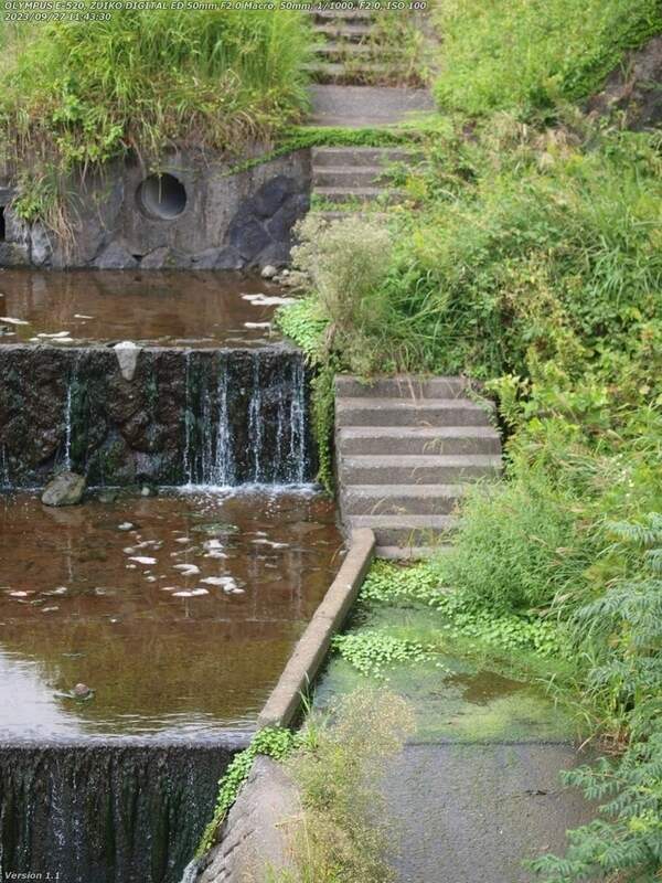 境川(別府市) 草ボーボーと水浸しで進めない