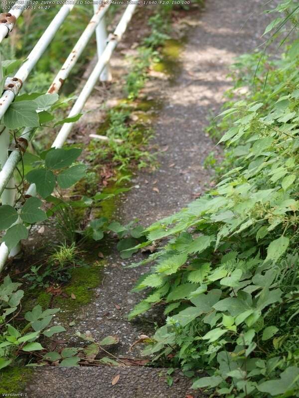 境川(別府市) 草が邪魔だがなんとか進める