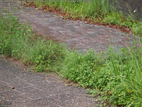 境川(別府市) 道路へ続く歩道との堺も草が邪魔