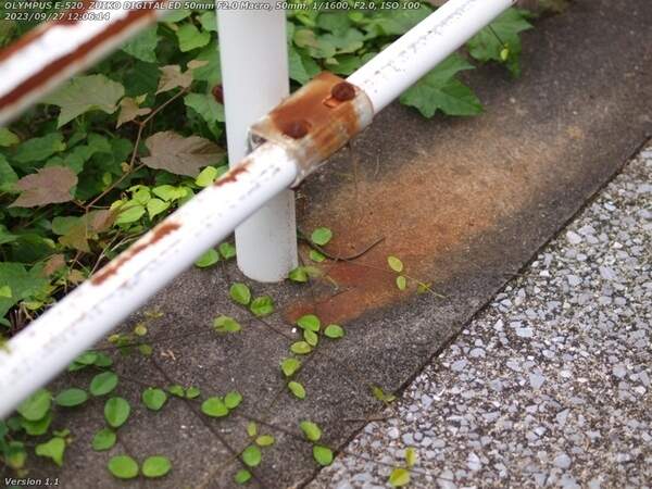 境川(別府市) ヘビがいる