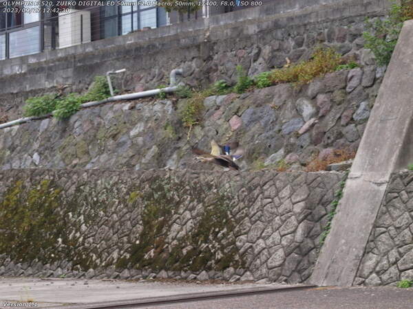境川(別府市) カルガモ