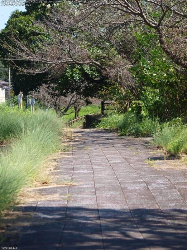 荘園(別府市) 境川の左岸の土手上の遊歩道を下る