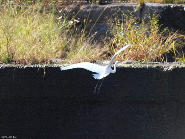 境川(別府市) 飛び立つダイサギ
