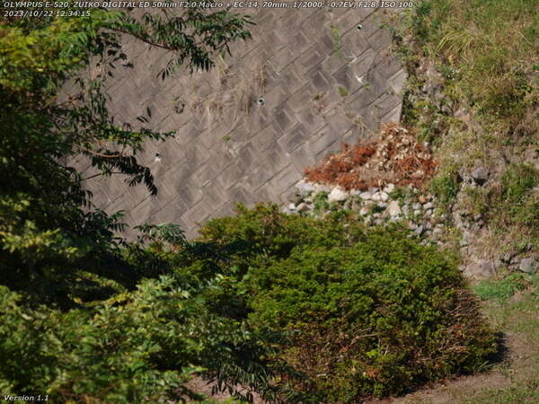 南立石二区(別府市) 橙色が目立つ野鳥が境川の河川敷広場の木に止まった