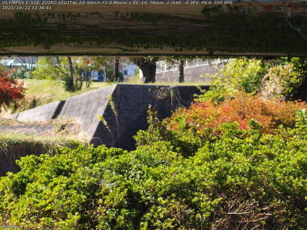 境川(別府市) ジョウビタキのオス