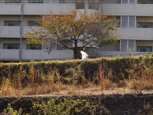 境川(別府市) 上流へ向かって飛ぶコサギ